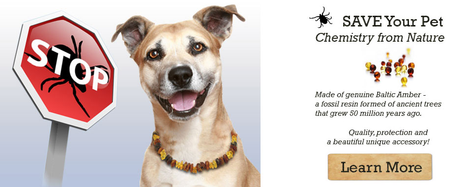 PetLove Amber Collar Made from 100 % Genuine Baltic Amber for Dogs and Cats
